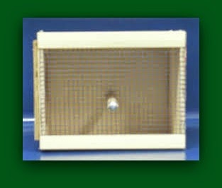 Business: Lady Gouldian finch