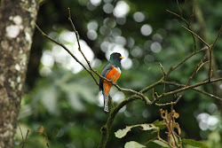 Collared Trogon,  Mexico Forest