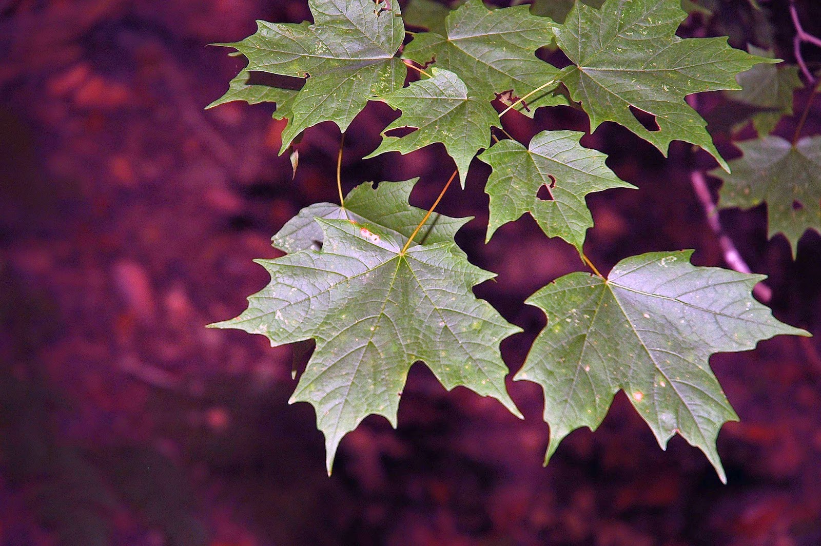sugar maple sugar maple