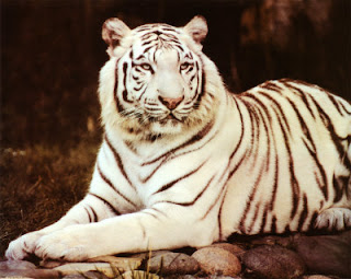 White and Brown Tiger picture