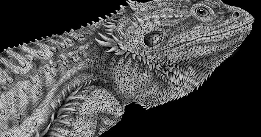 blue bearded dragon handling