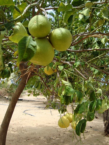 Dulce de Chocho de Vaca Cocina Zuliana