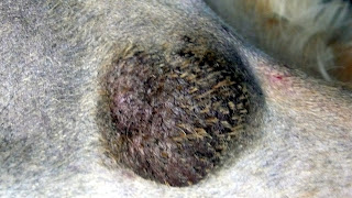 tumor benigno piel perro
