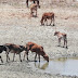 PARAÍBA TEM MAIOR ÁREA DESERTIFICADA DO PAÍS, AFIRMA RELATÓRIO DO INSA