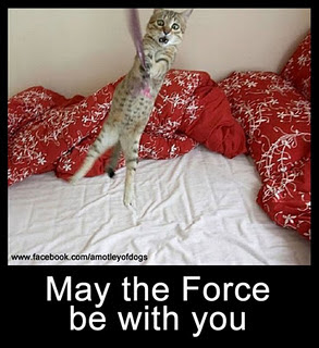 Funny DOG Pictures