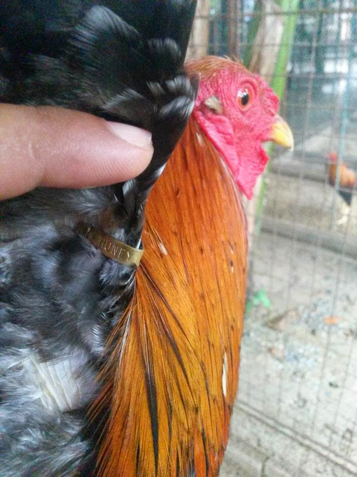 73+ Gambar Ayam Filipina Segel Terbaik 73+ Gambar Ayam Filipina Segel Terbaik