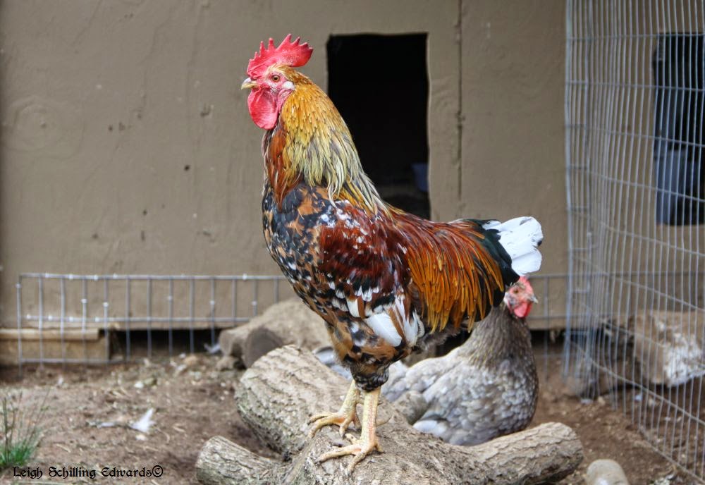 natural chicken keeping molting season fewer eggs and natural chicken keeping molting season fewer eggs and