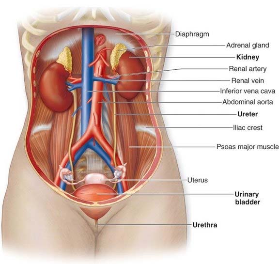 dialysis peritoneal eating regimen