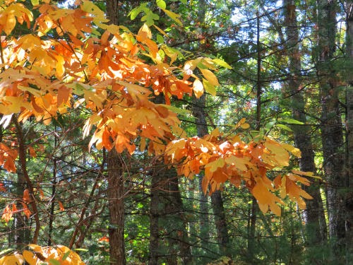 sassafras