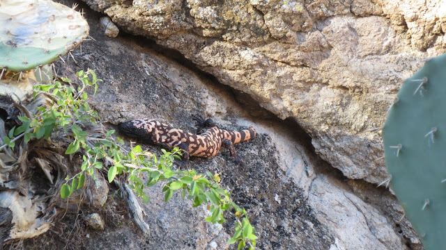 Gila+Monster.JPG
