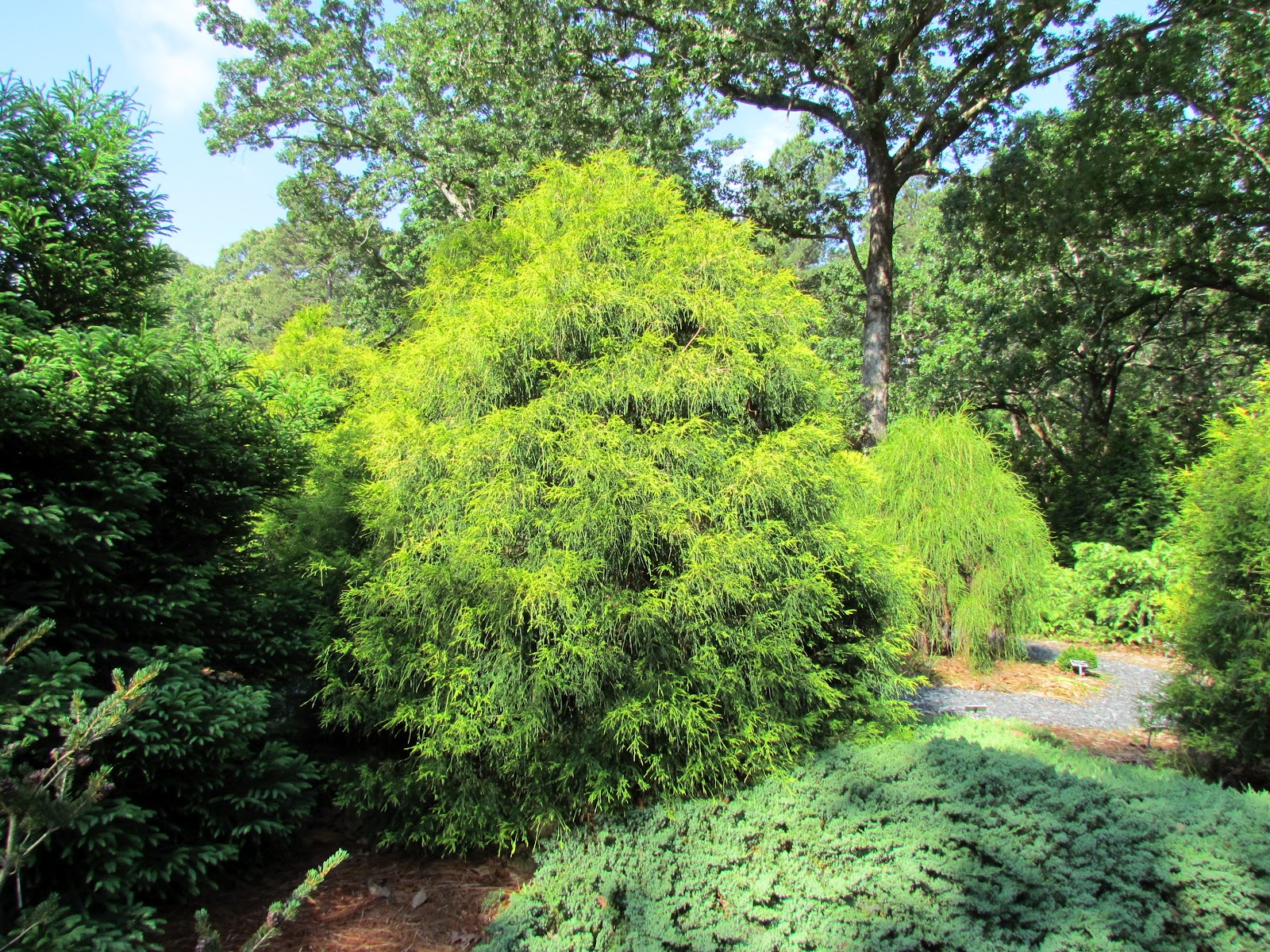 Conifer Smith