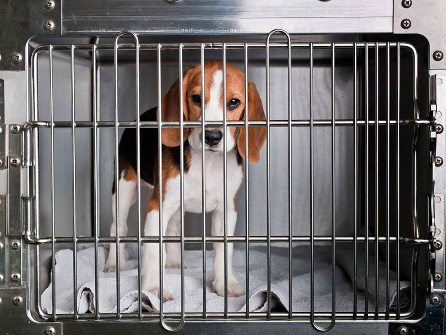 50 Conseqüências Fatais de Experimentos com Animais