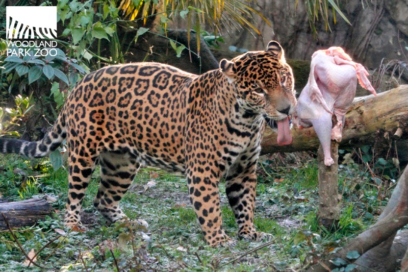 Woodland Park Zoo Blog Thanksgiving Woodland Park Zoo style