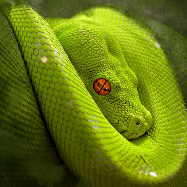  serpent teresita blanco 