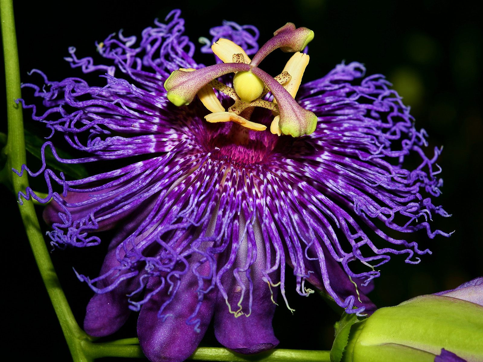 Passionflower Images
