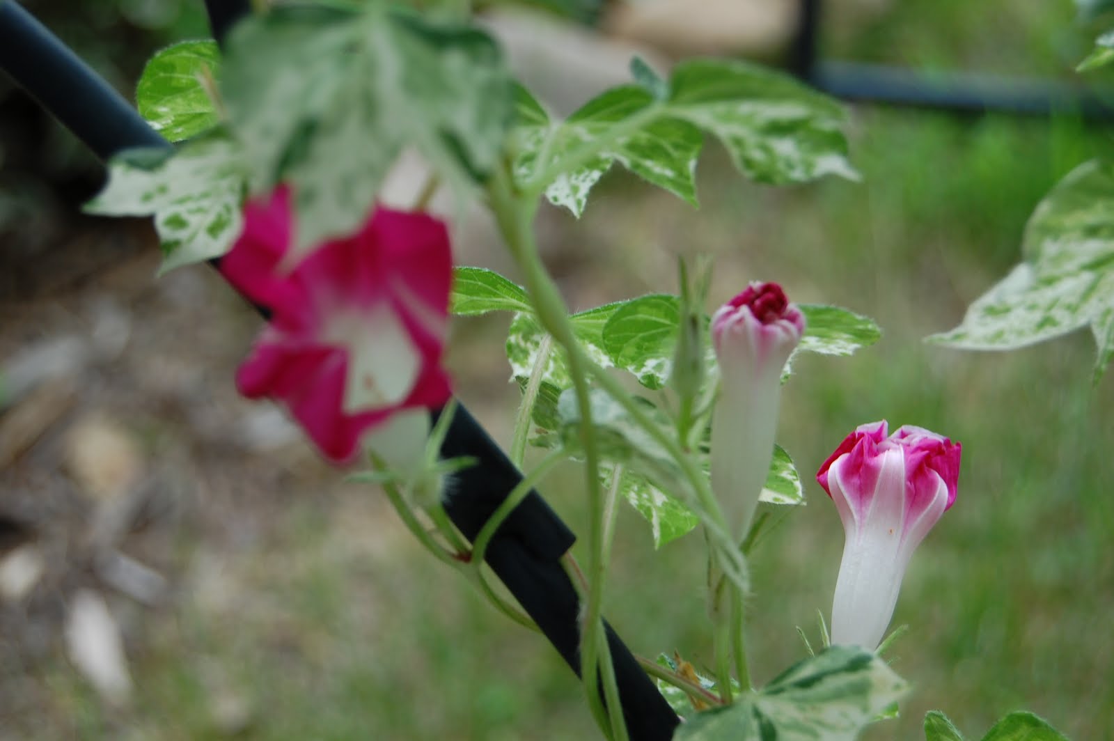 Gardens at Rabbit Ridge July 2011