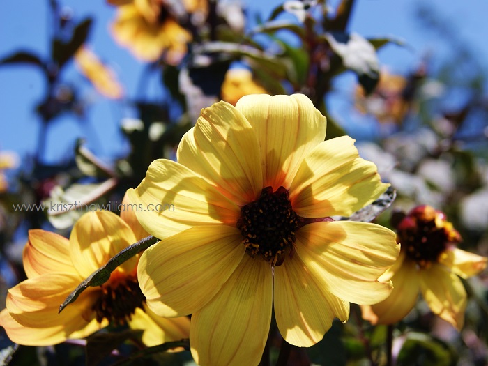 Tour Of The Linnaeus Teaching Gardens In Tulsa Ok