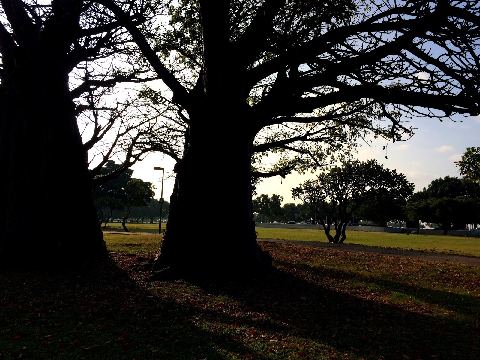 Aloha from Hawaii The Baobab Tree