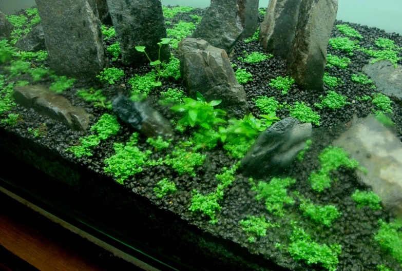 aquascape tanpa pasir dry start method aquascape indonesia koeng aquarium aquascape tanpa pasir dry start method aquascape indonesia koeng aquarium