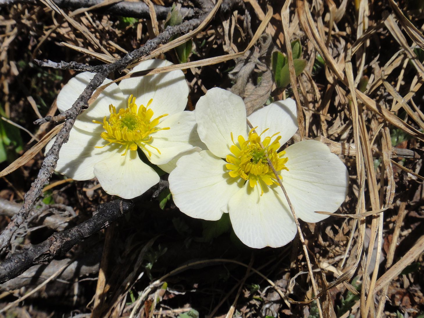 Hiking Rocky Mountain National Park Wildflowers in Rocky Mountain National Park.