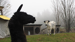 Randall Lineback cattle, with alpaca Taft Hill Farm WWOOF USA West Townshend, VT