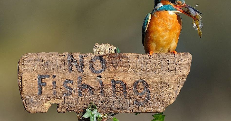 Decent Image Scraps: No Fishing