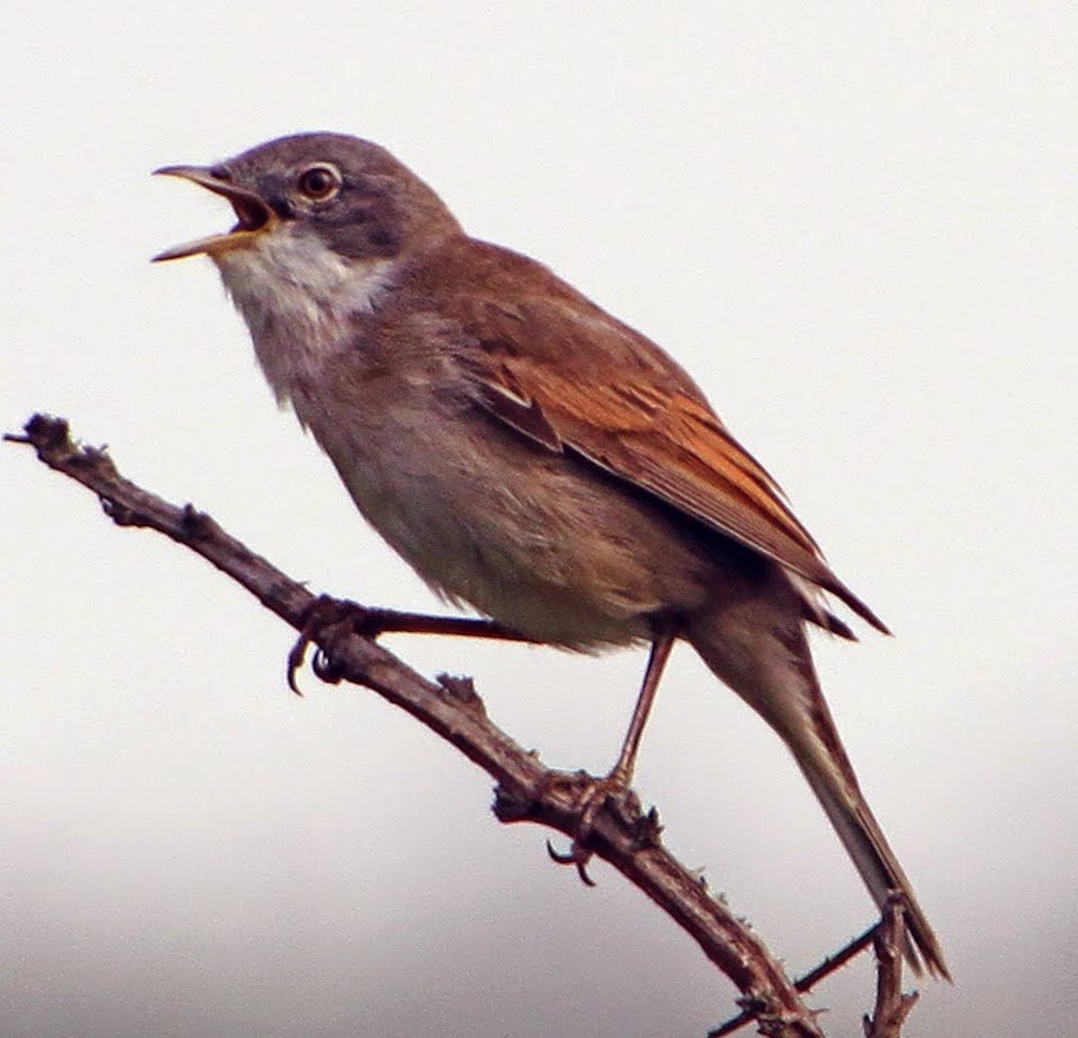 Kicau merdu burung common whitethoat Kicau merdu burung common whitethoat
