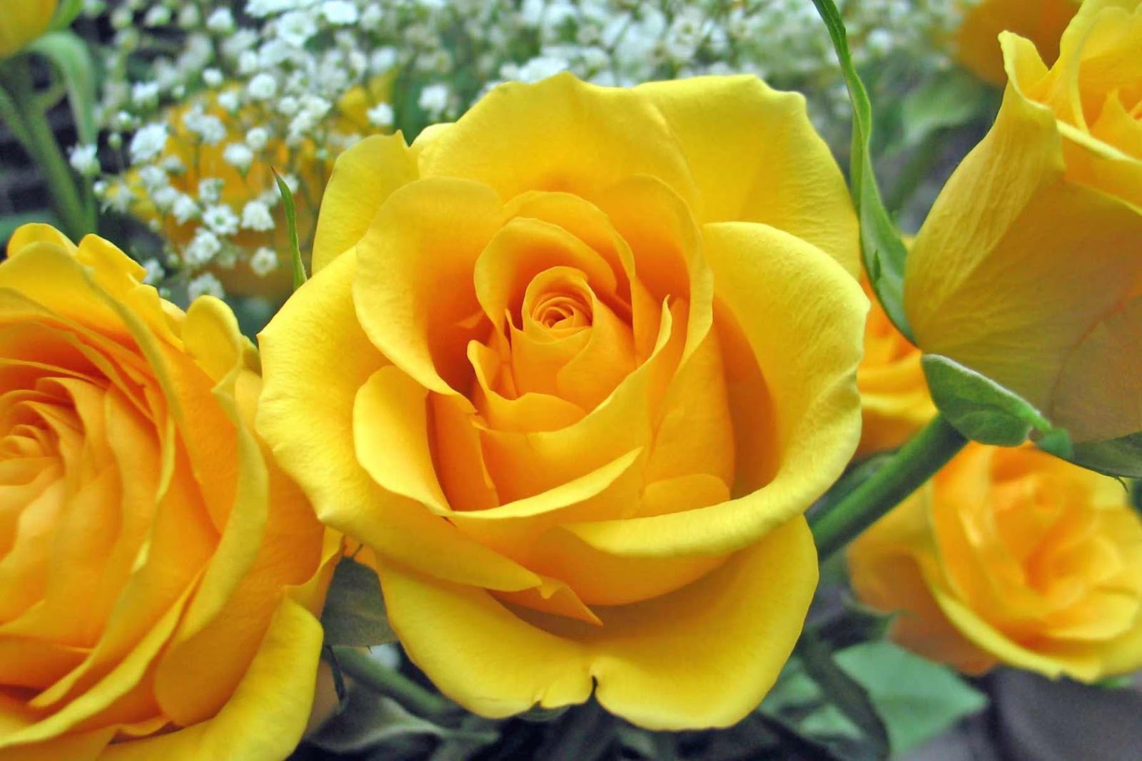 Featured image of post Papel De Parede Rosas Amarelas Confira tamb m dicas de como escolher o modelo ideal para seu espa o