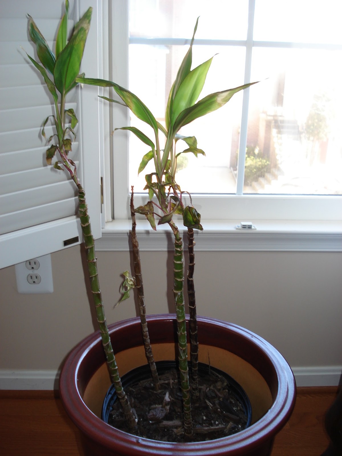 ti ti plant