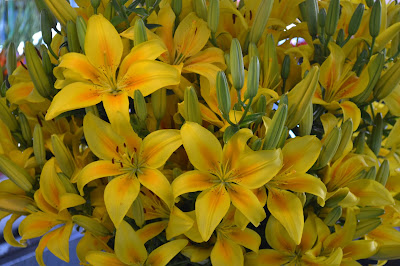 Yellow Lilies