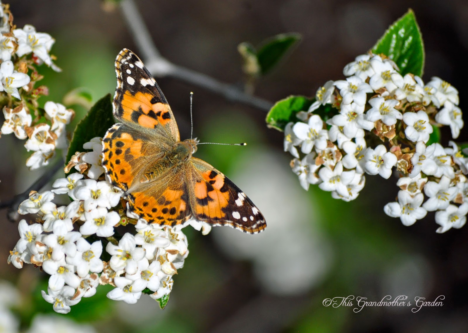 This Grandmother's Garden Painted Ladies Migration