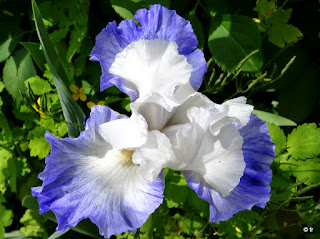 Iris blanc bleu