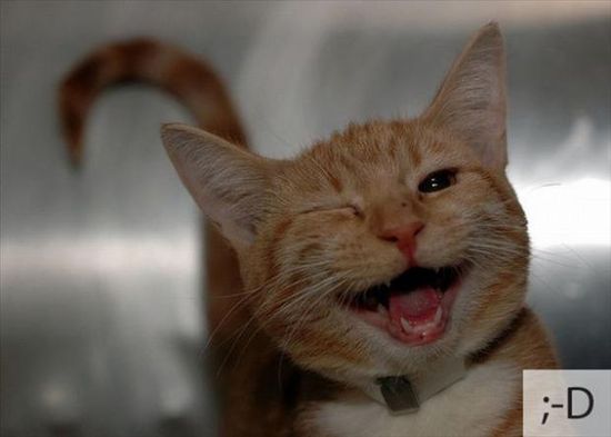 23 Emoticon Lucu Berdasarkan Wajah Kucing 23 Emoticon Lucu Berdasarkan Wajah Kucing