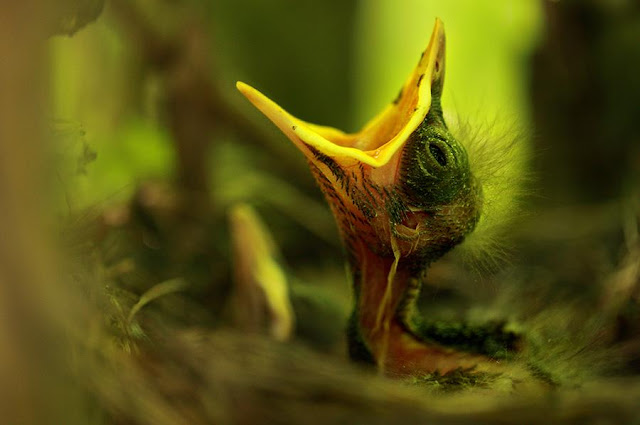 Cutest-Wild-Baby-Animals-CUTE+ANIMALS+PHOTOS+BABY+ANIMALS+BEAUTIFUL+ANIMALS+BEAUTIFUL+CATS+BEAUTIFUL+DOGS+ENJOY+FREEDOM+NATURE+suresh+koyal+picsvan.bl+(7).jpg