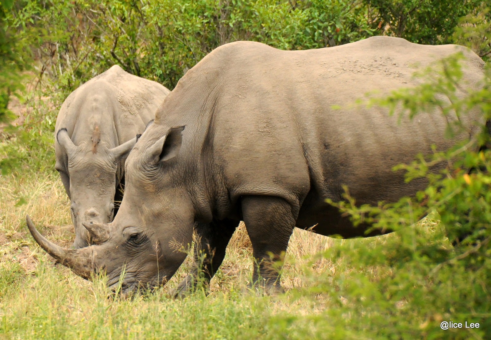 White Rhino
