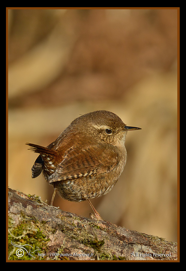 Troglodytes troglodytes - https://1000-pattes.blogspot.com