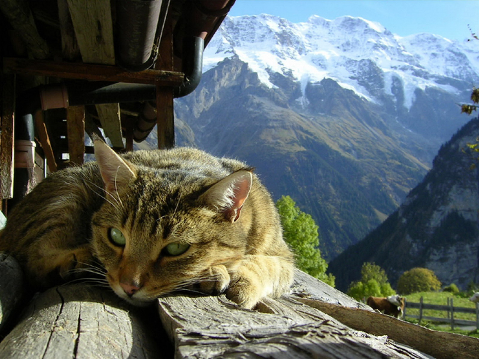 http://4.bp.blogspot.com/-aAs1KLNQKI4/UIUR7jVddHI/AAAAAAAAHww/fT5w5_bH6mo/s1600/mountains_cats_sunlight_hut_alps_cat_desktop_1600x1200_hd-wallpaper-602654.jpeg