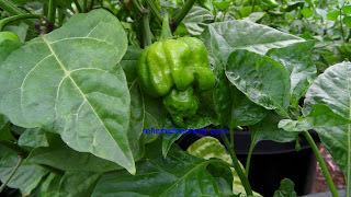 Trinidad Butch T Scorpion, superhotchiles.com