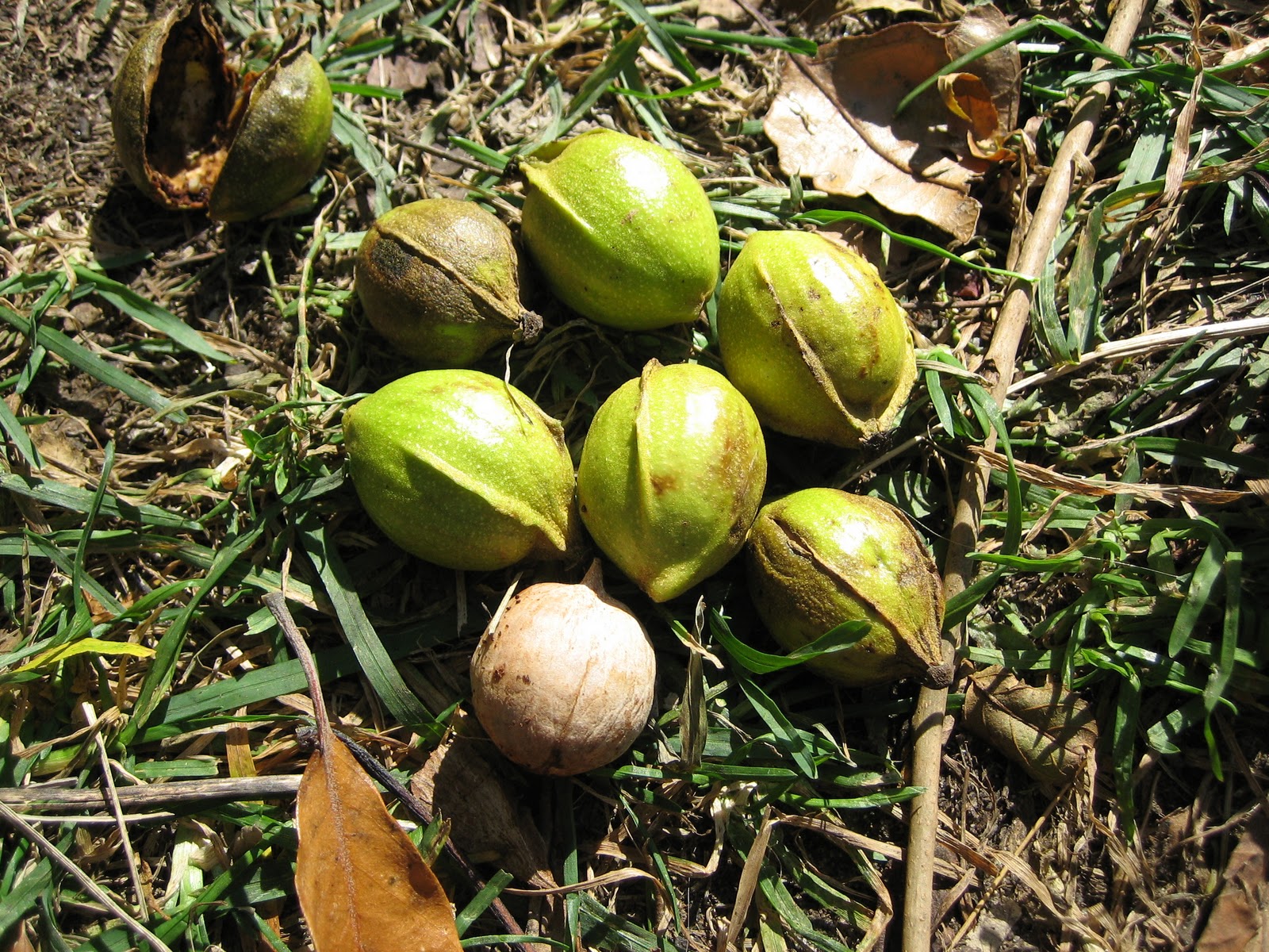Practical Biology science for everyone Life of a Hickory Tree Part 2