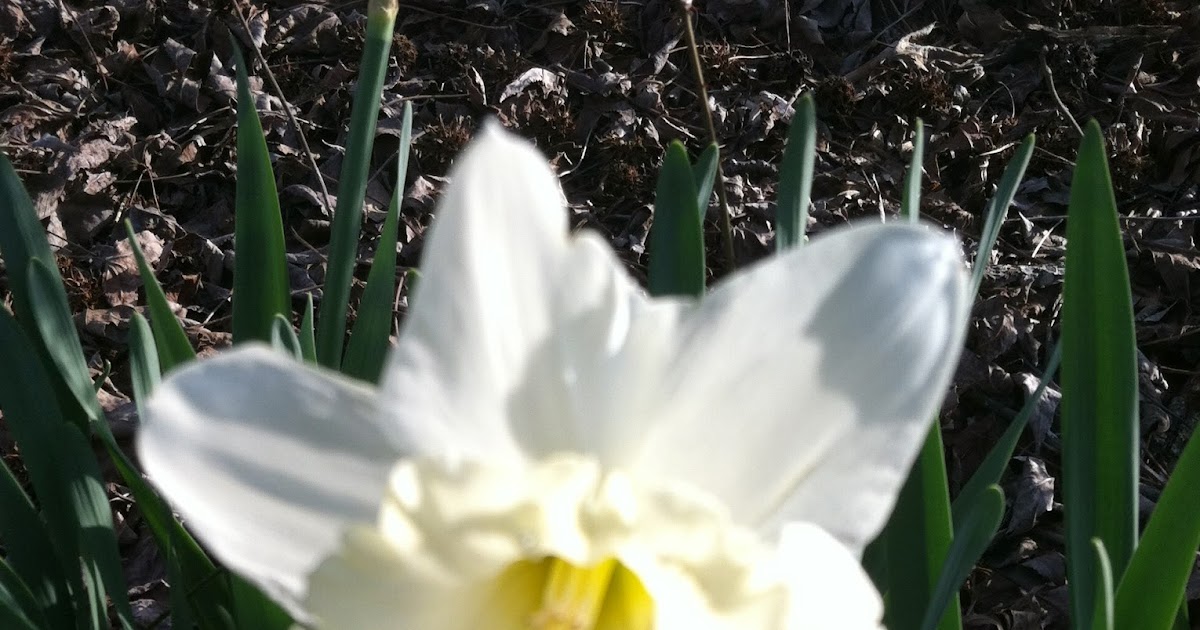 Two Sisters Gardening Narcissus King Alfred