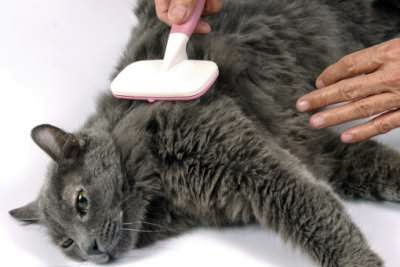 Menyikat Bulu sikat-bulu-kucing_326544