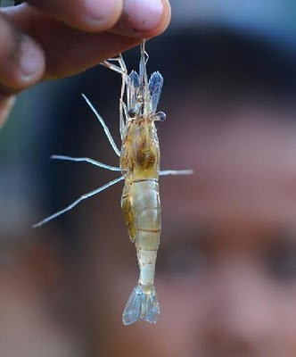 กุ้งฝอยตัวโตเต็มวัย