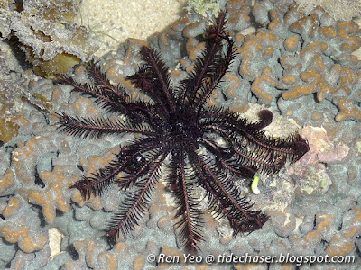 Feather star or crinoid