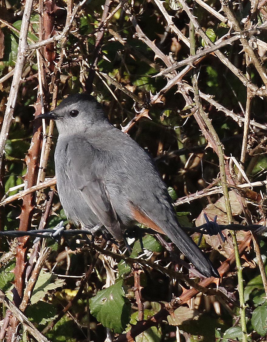 Grey Catbird