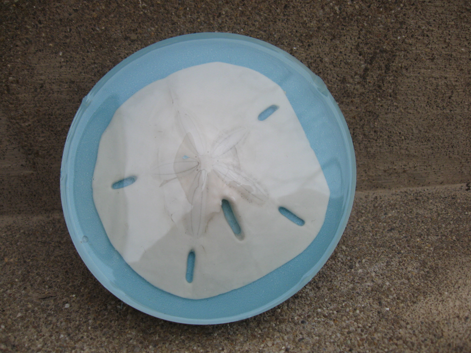 Craft Klatch ® Sand Dollar Resin Coaster Craft Tutorial