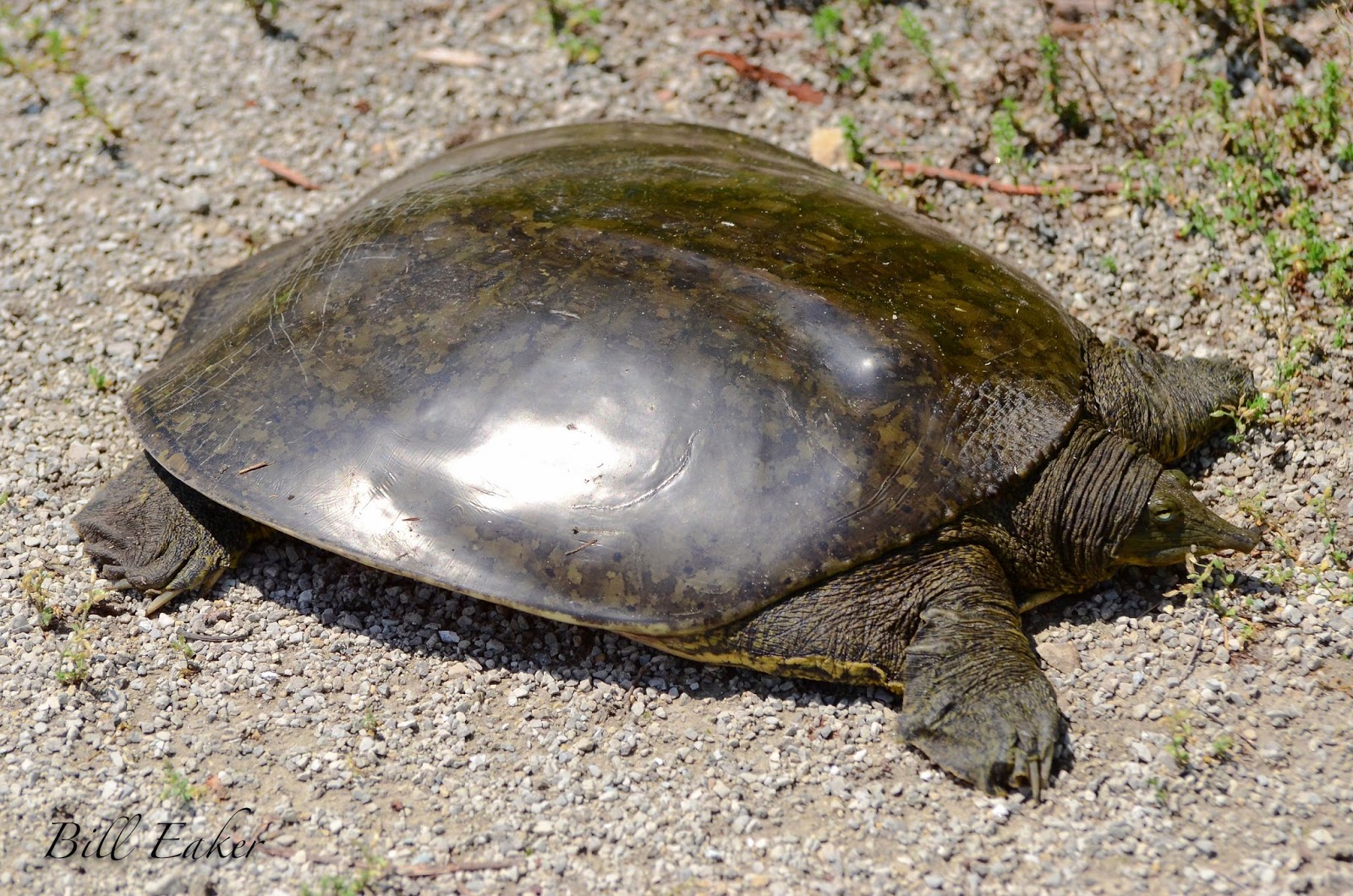 spiny softshell turtle for sale images spiny softshell turtle for sale images