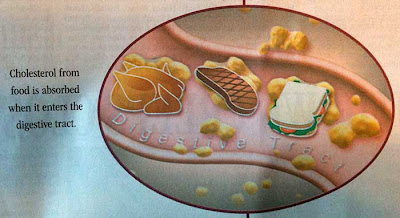 Closeup of one illustration showing food in the intestine