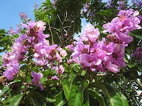 Daun Banaba / Bungur (Lagerstroemia speciosa) Daun Banaba / Bungur (Lagerstroemia speciosa)