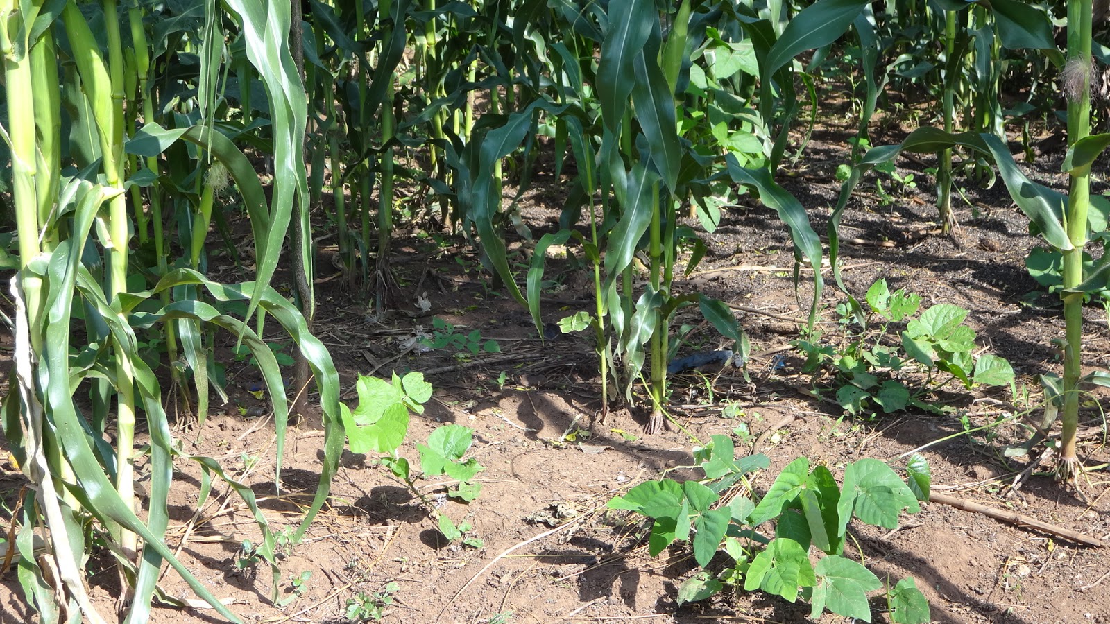 Word and Seed in Uganda Conservation Agriculture in Progress