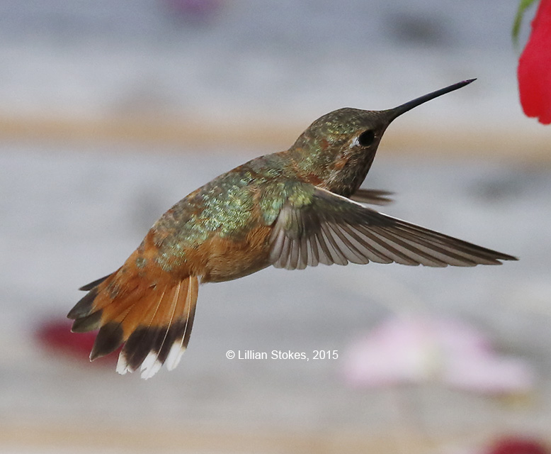 stokes birding blog rare rufous hummingbird in nh now stokes birding blog rare rufous hummingbird in nh now
